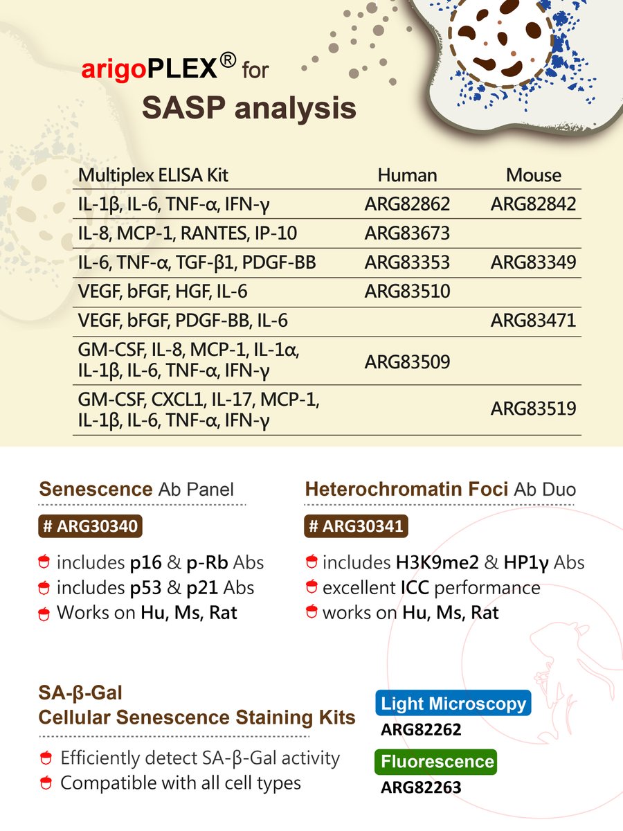 arigobio's tweet image. Senescence-associated secretory phenotype (SASP) refers to the secretion of inflammatory cytokines, growth factors, and proteases by senescent cells. arigo offers multiplex ELISA kits that allow simultaneous quantification of multiple SASP factors.

#arigobio
#SASP
#Senescence