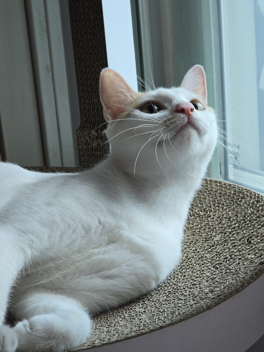 정말 보는 눈 탁월하시다. 
미실 저리가라하는 우아한 자태에
아직 어린 아깽미까지 있는 재삐!

⬇️ 입양문의신청 ⬇️ 
nabiya.org/adopt