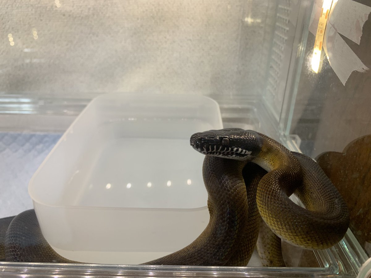 ちびノーザン 琥珀くん🐍

ちびのくせにガンガン跳んでくるやつ
そのうち大人しくなるのかな❓

#アルバーティスパイソン 
#ノーザン
#リアシス