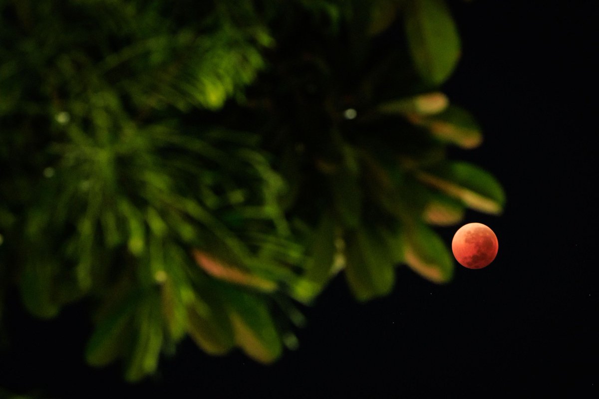 El_Universal_Mx's tweet photo. ¡ES HERMOSA! 🥹🌖

🌕 La “Luna de Sangre” se dejó ver en su máximo esplendor en los cielos de Asia, África y Australia, aunque también permitió verle de una forma más tenue en algunos países de la península balcánica, como Grecia y Macedonia del Norte. 

✨ El fenómeno que coloreó de rojo nuestro satélite, tuvo una duración total de 5 horas y 27 minutos con una fase total de 82 minutos, lo que lo convirtió en uno de los momentos de totalidad más largos de la década

📸 #Fotos: AP, AFP y EFE