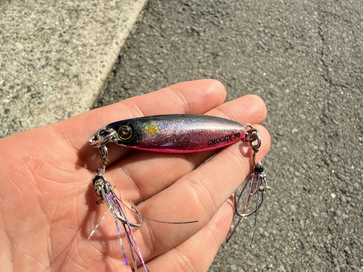 watto_fishing's tweet photo. ついに来たー！！🐟
105センチ 10キロ　ヒラマサ獲れました！

ROD：グランデージアトラス100MH
REEL：24セルテートSW 5000H
LURE：ジグジャックアイグロッキー30g

遠征のために揃えた最高なタックルで最高な思い出ができました！☺️ https://t.co/KZD3xbX31t