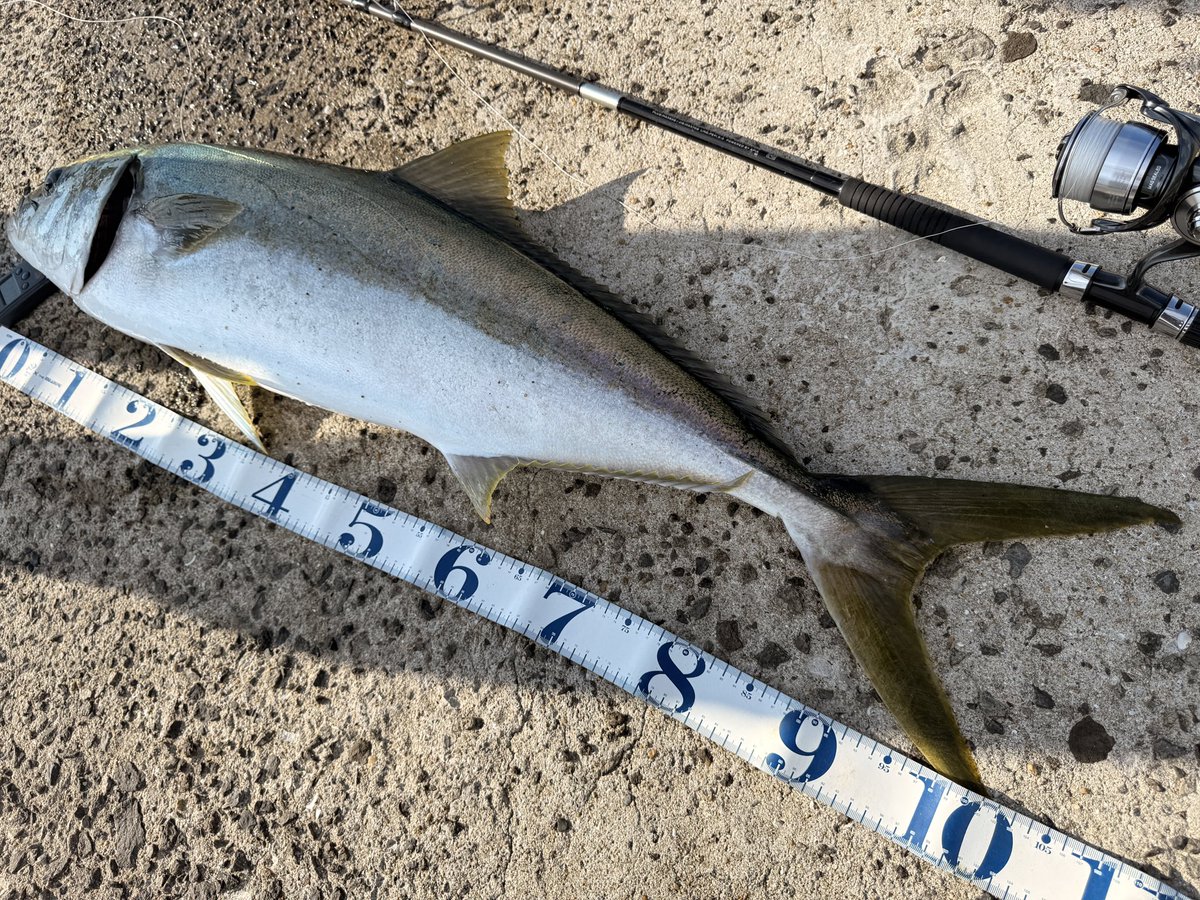 watto_fishing's tweet photo. ついに来たー！！🐟
105センチ 10キロ　ヒラマサ獲れました！

ROD：グランデージアトラス100MH
REEL：24セルテートSW 5000H
LURE：ジグジャックアイグロッキー30g

遠征のために揃えた最高なタックルで最高な思い出ができました！☺️ https://t.co/KZD3xbX31t