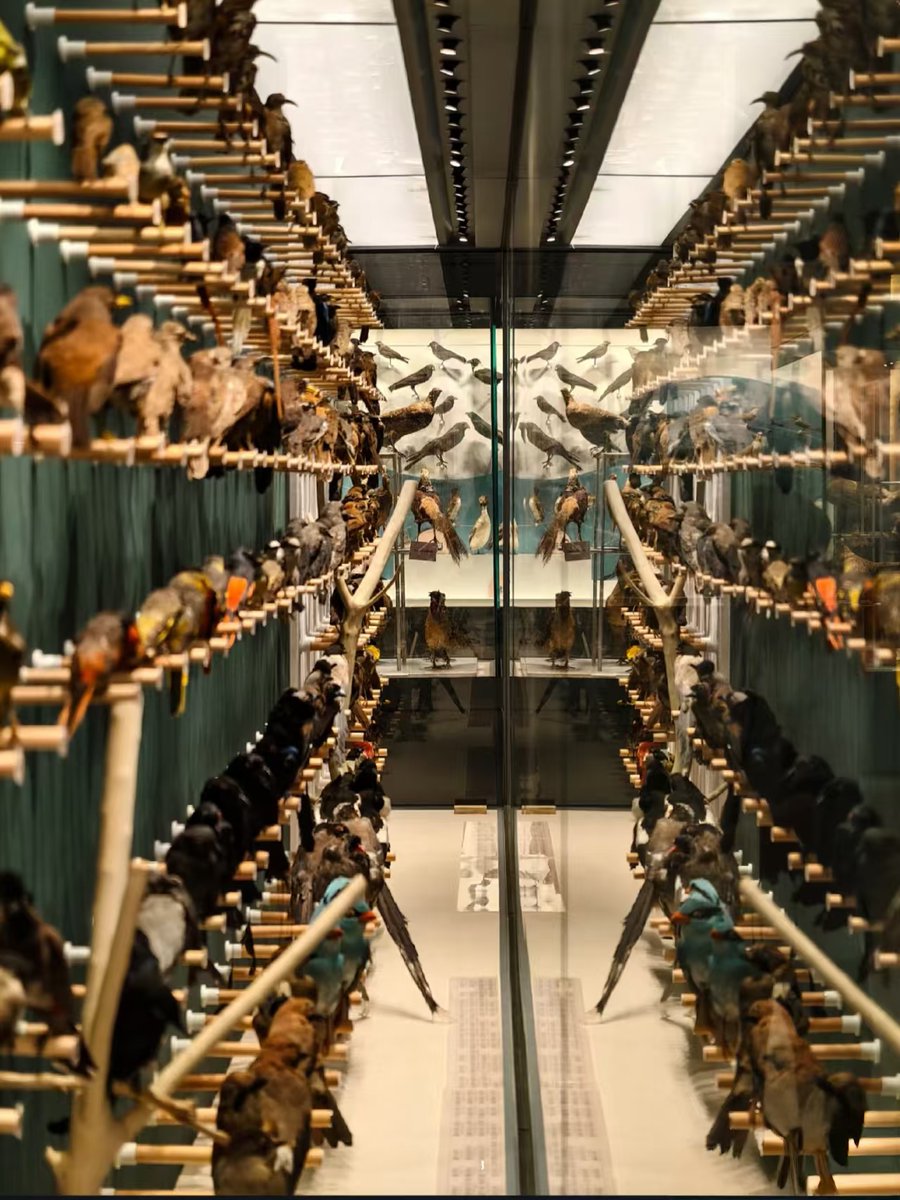 visit_wuhan's tweet image. Meet amazing animals🦜at Wanlin Art Museum! From penguins🐧to Chinese sturgeon, pheasants to vultures 🦃—500+ specimens blow your mind! The building itself looks like a floating rock! #WuhanUniversity #WanlinMuseum #NatureWonders