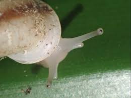 It's back to the Pacific today: to Tahiti for this year's Partula tree snail reintroductions. We hope to build on least year's success. This year we have participation in the field from <a href="/zsllondonzoo/">London Zoo</a>, <a href="/DisneyAnimalK/">Animal Kingdom</a> , <a href="/woodlandparkzoo/">Woodland Park Zoo</a>