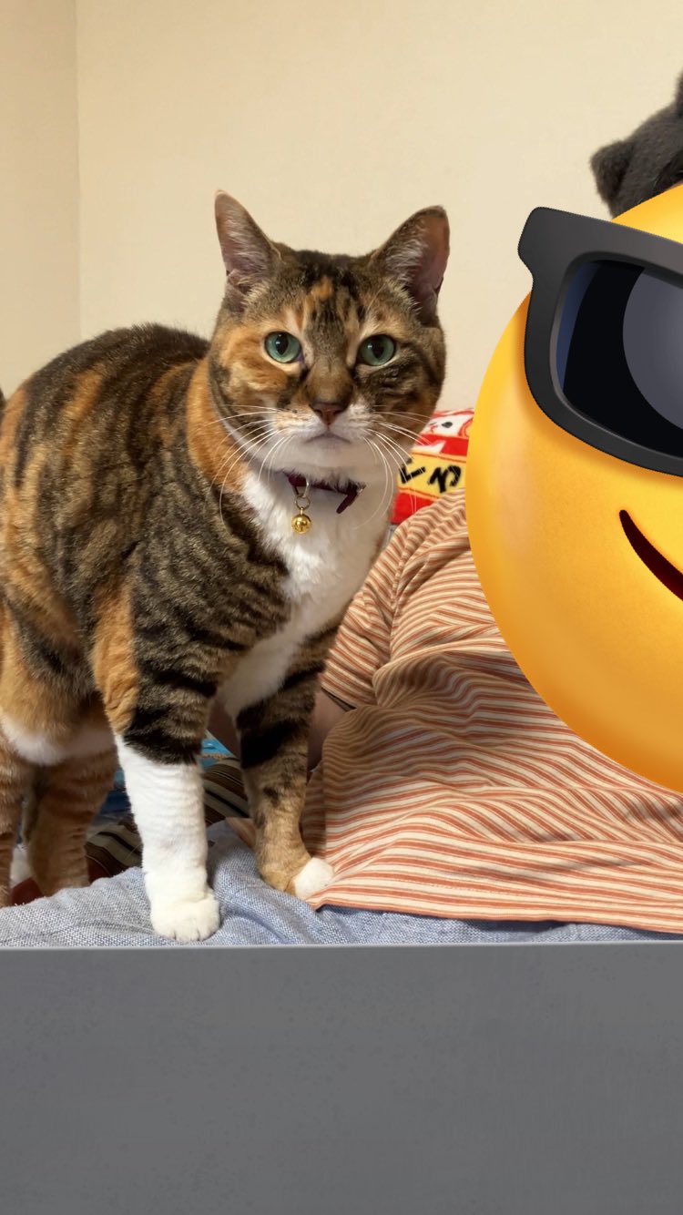 三毛猫 - Search / X