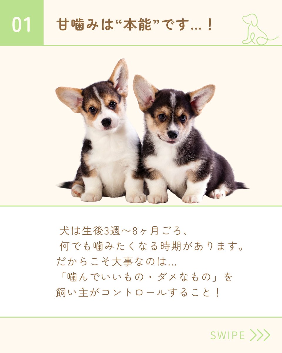 PetPilala's tweet photo. 🐾 うちの子、カジカジ名人かも！？🦴

「噛んじゃダメ！」より「噛んでOK！」を楽しく伝えるのがコツ✨
今回は、甘噛み対策に役立つおすすめアイテムをまとめました！

噛みたい欲求を満たしながら、しつけもできる便利グッズたち。
気になる方はぜひチェックしてみてくださいね🐶💭 https://t.co/EcmqRuyWop