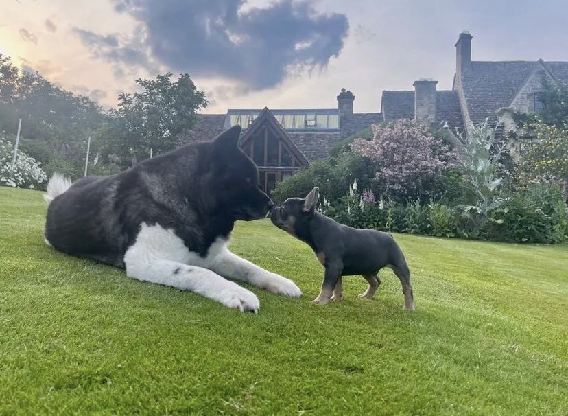 Buddies are getting along ❤️❤️
#henrycavill
#SUPERMAN