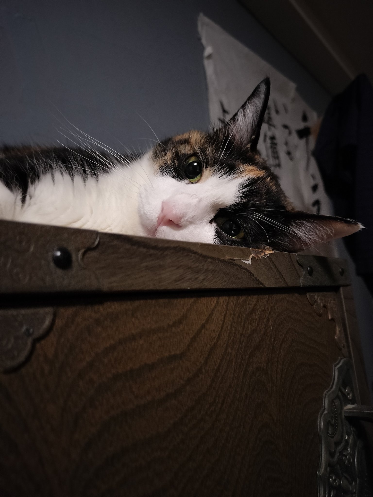 ねこ バードバス ガーデンオーナメント ネコ 小鳥 金魚 猫 ソーラー