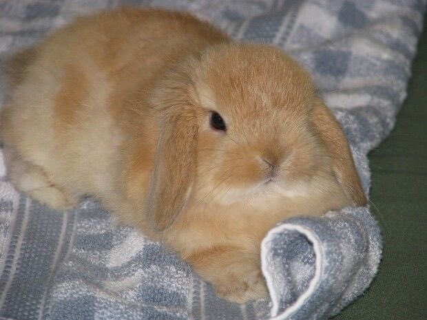 Bunnies (@bunnies) on Twitter photo 