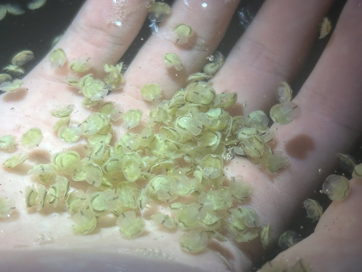 カブトガニもここまで数いると希少さがバグる