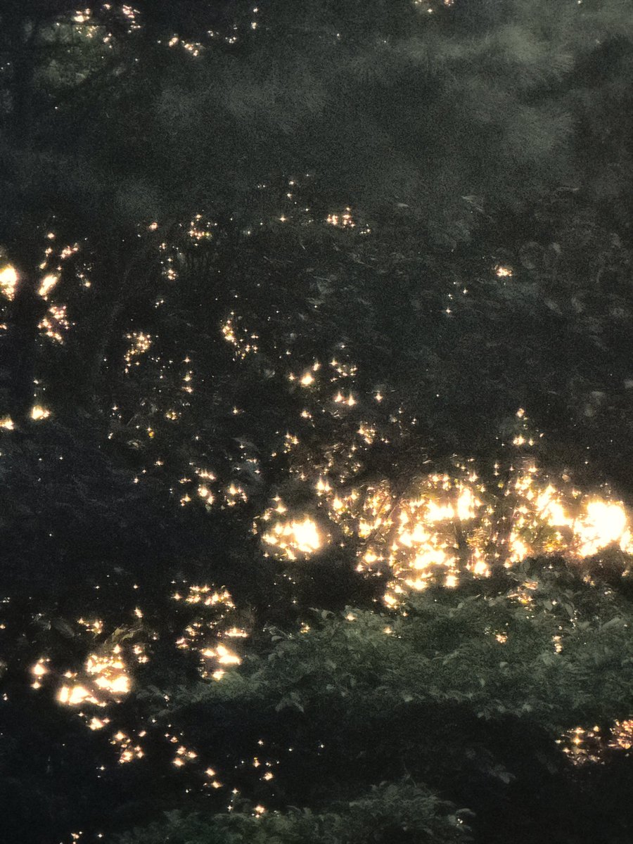 해질녘 나무의 모습이 동화 속에서 본 삽화 같아서 한참 바라보게 돼