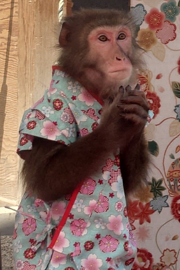 Monkeys Japan 🇯🇵 (@musyoh) on X: 