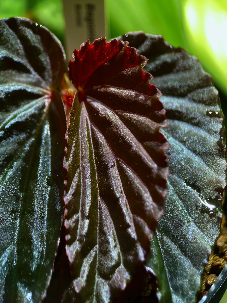 ZEROPLANTS (@zero_plants) / Posts / X