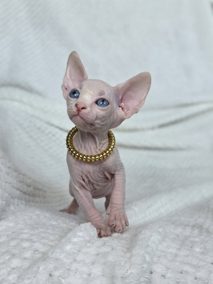 Вот вам кажется что это милая кошечка, а на самом деле это ацкая Сатана!