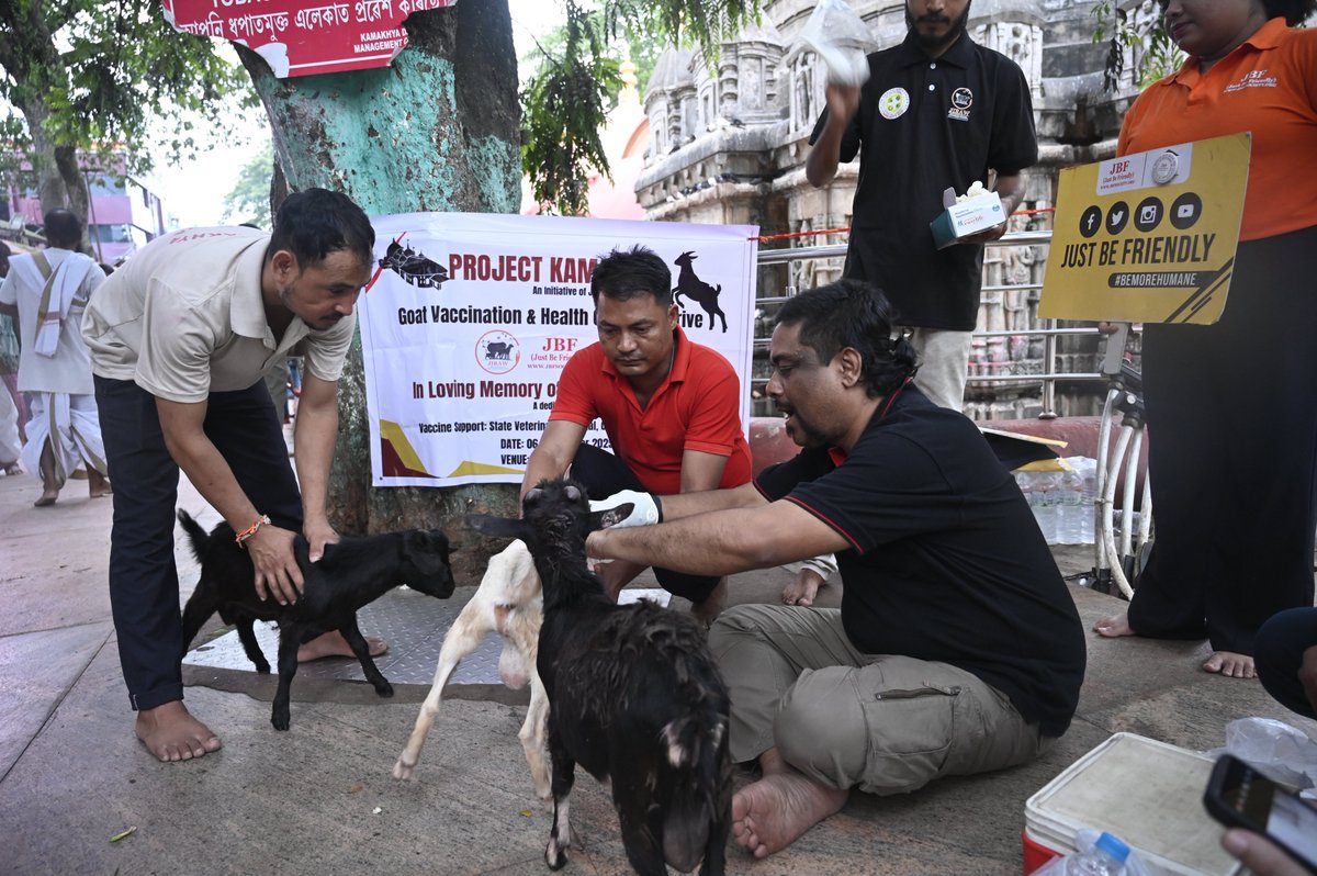 JustBFriendly's tweet photo. On 6 Sept 2025, under #ProjectKamakhya, we held a 🐐 Goat Vaccination &amp; Health Check-up Drive in memory of Minarul Islam.
💉 Supported by State Vet Hospital, Chenikuthi, Guwahati
Protecting goats from #PPR &amp; raising awareness on #OneHealth #Rabies #AnimalWelfare https://t.co/0RcQLki9b3