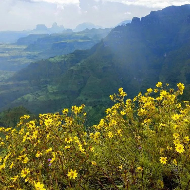 LiyaTefferi's tweet image. The most beautiful people &amp;amp; landscape #AmharaHighlands
Ethiopia

#EthioNewYear Seasonal Flowers Flowers; yellow #Adey 🌼

መልካም ቀን ጓዶች

💚💛❤️