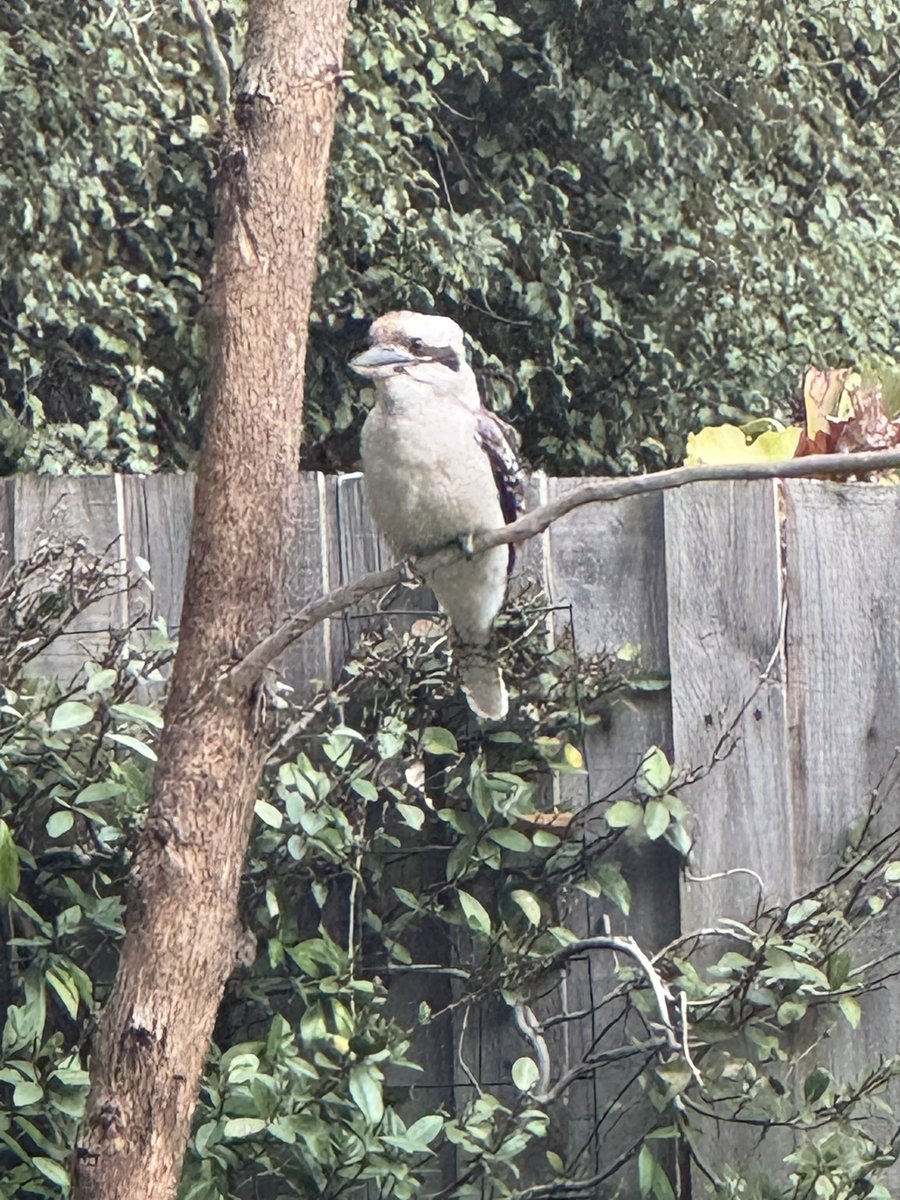 BoyceTim's tweet image. Backyard ‘burras