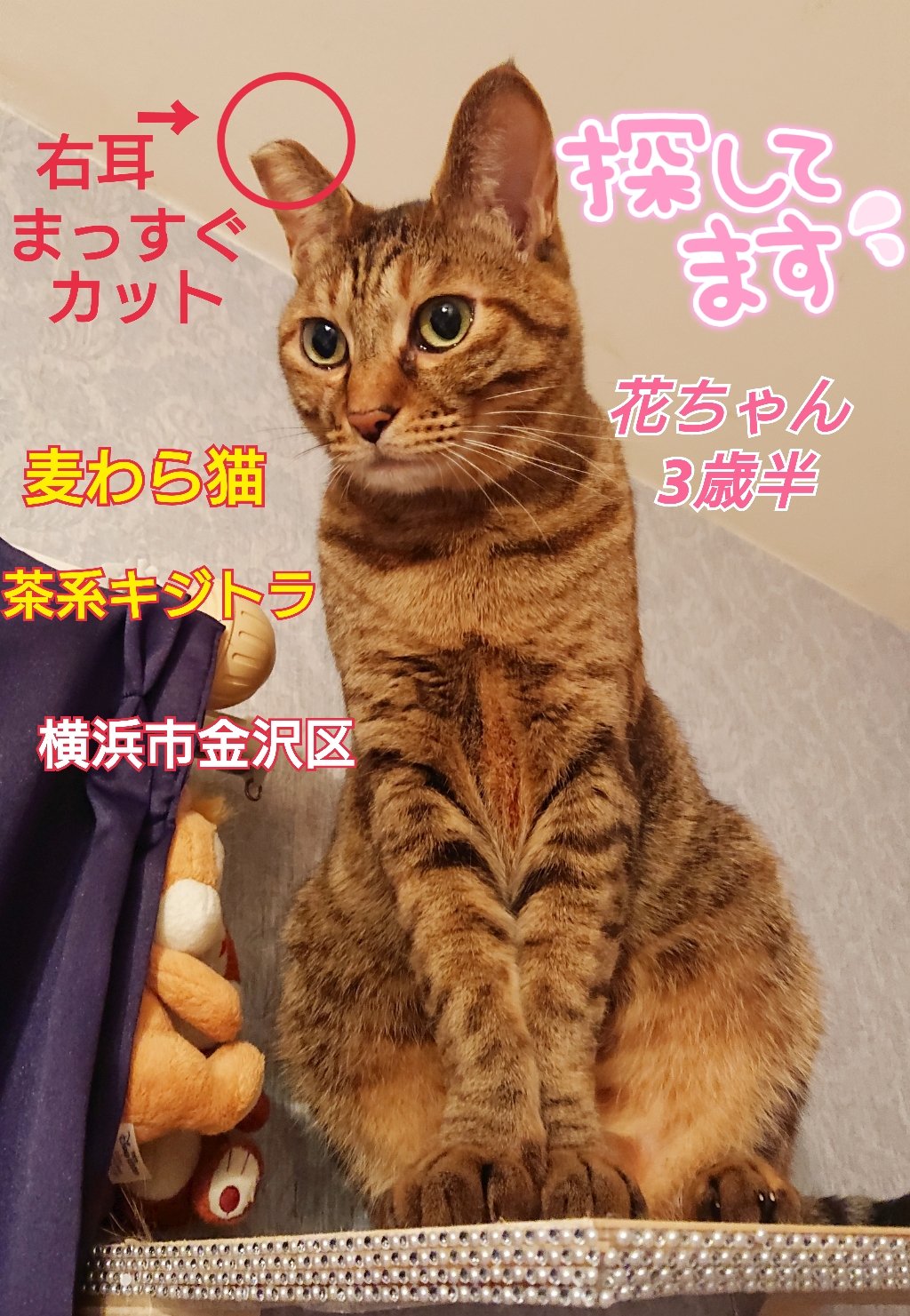 ねこ ねこハラダイカットステッカー 三毛猫(三毛猫