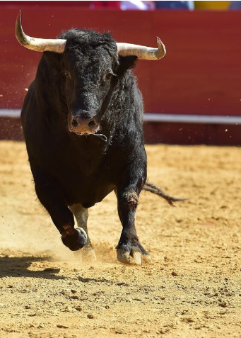 El toro bravo no solo es un animal, es cultura, es paisaje, es historia viva del campo español. 🐂🇪🇸 #ToroBravo