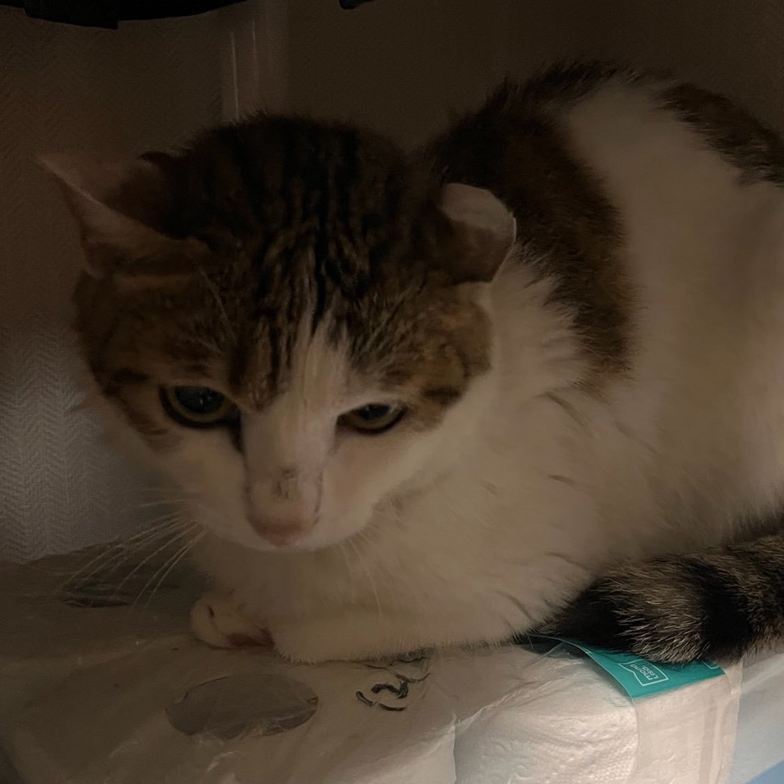 고양이 신기한 점
초단위로 얼굴이 바뀜