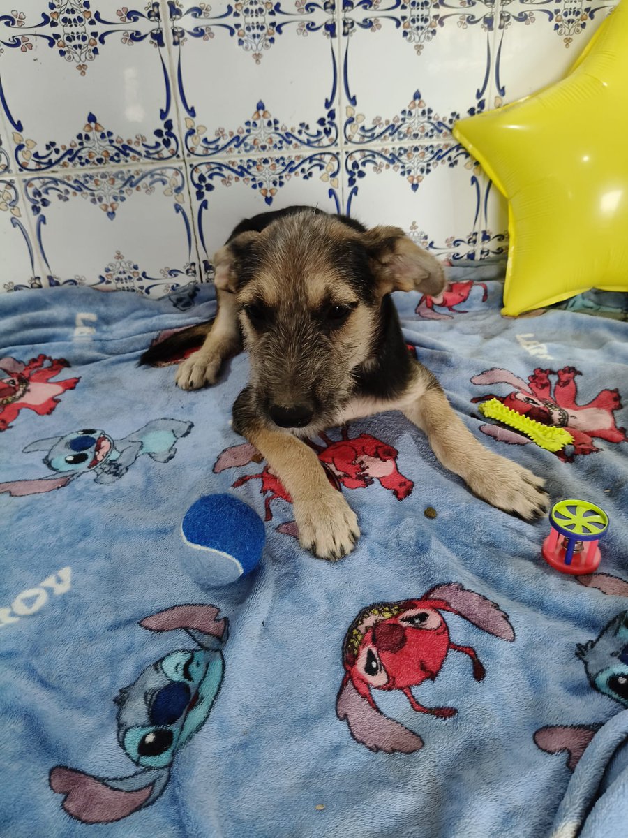 Tiene tres mesecitos y no será grande, será medianito pero no es de raza y nadie pregunta por él 😢 💔
Por qué una criatura inocente tiene que suplicar una familia porque se queda sin acogida cuando uno de raza considerado "bonito" aunque sea más mayor sale disparado con miles de