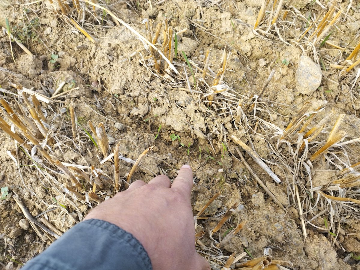 sylagri's tweet image. semis de #Couvertvegetal en direct sur chaume à la rampe evo réussi 👍🏼