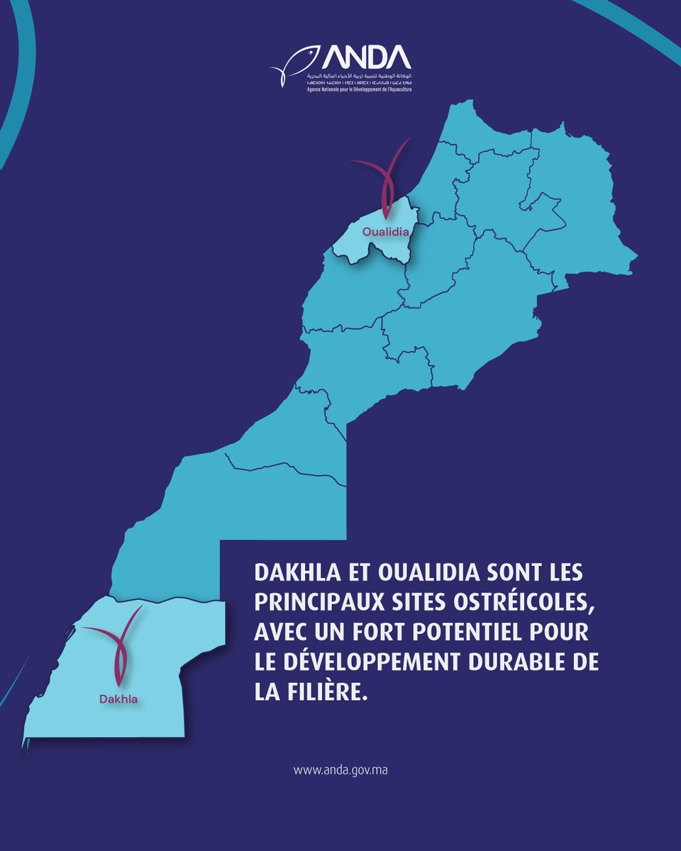 Au Maroc, de nombreuses unités spécialisées dans l’élevage des huîtres se développent afin de renforcer la position du pays dans le secteur de l’aquaculture. Ces projets, particulièrement présents à Dakhla et Oualidia, contribuent à stimuler l’économie bleue et à diversifier les