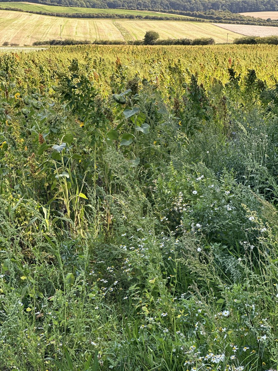 Loads of food here, and this is one of many strips &amp; margins on this farm #northcreake
