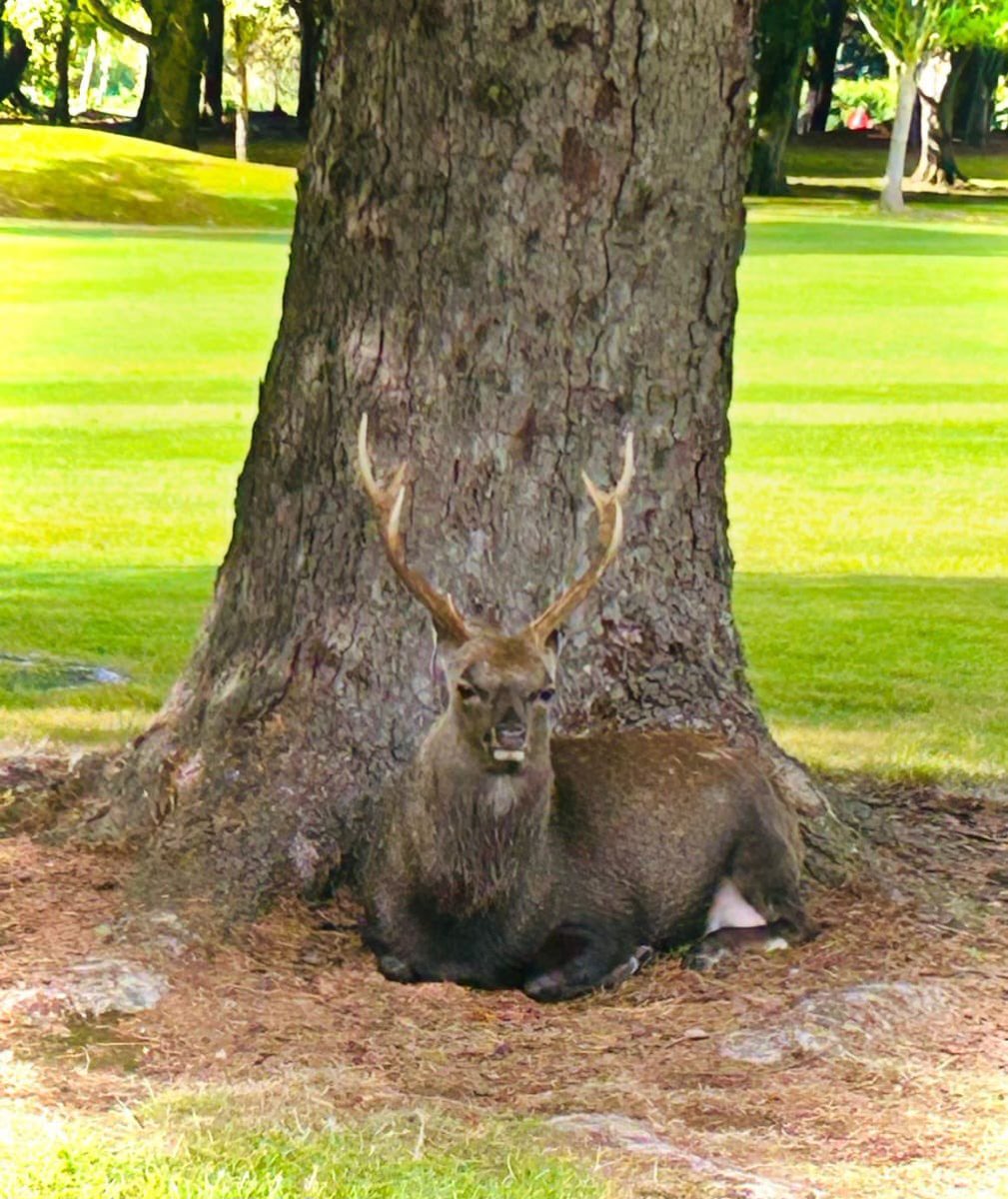 We see you!   

Picture Courtesy of Vice Captain Elaine Hartigan #EdmondstownGolfClub