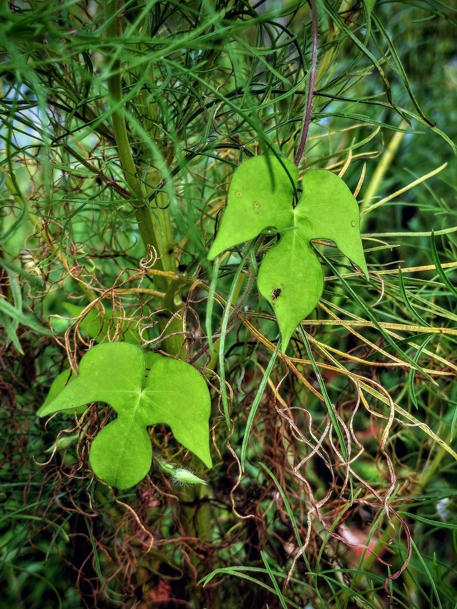 Keigo Taniguchi (@keigo_taniguchi) on Twitter photo 