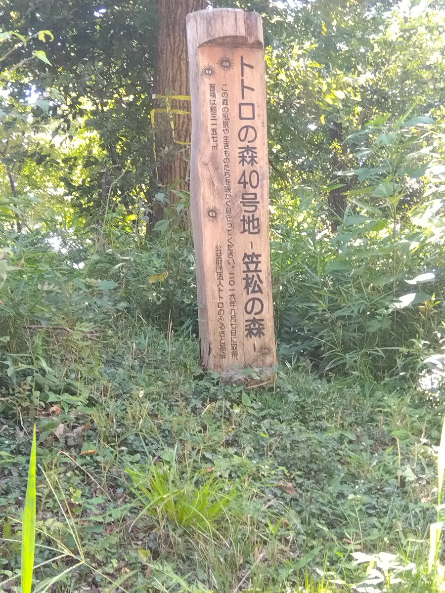 siobaratasuke's tweet photo. トトロの森なの？ https://t.co/yAeY7prDGL