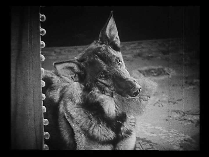analgesicsleep's tweet image. Rin-Tin-Tin in “Clash of the Wolves” (1925) (also pictured: Nanette the Dog)
#TCMParty #SilentSundayNights #ClashOfTheWolves #RinTinTin #SilentFilm