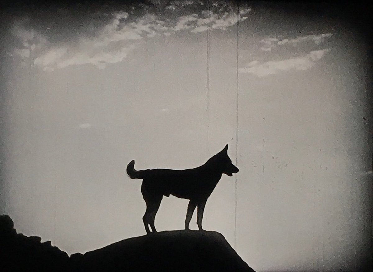 analgesicsleep's tweet image. Rin-Tin-Tin in “Clash of the Wolves” (1925) (also pictured: Nanette the Dog)
#TCMParty #SilentSundayNights #ClashOfTheWolves #RinTinTin #SilentFilm