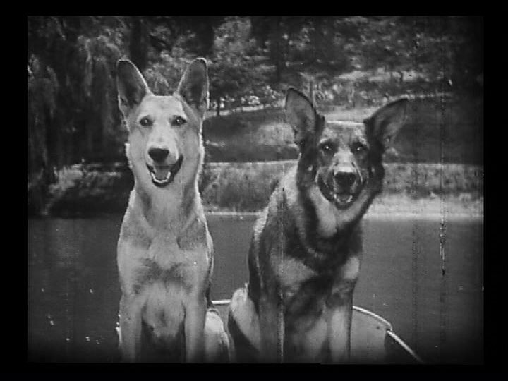 analgesicsleep's tweet image. Rin-Tin-Tin in “Clash of the Wolves” (1925) (also pictured: Nanette the Dog)
#TCMParty #SilentSundayNights #ClashOfTheWolves #RinTinTin #SilentFilm