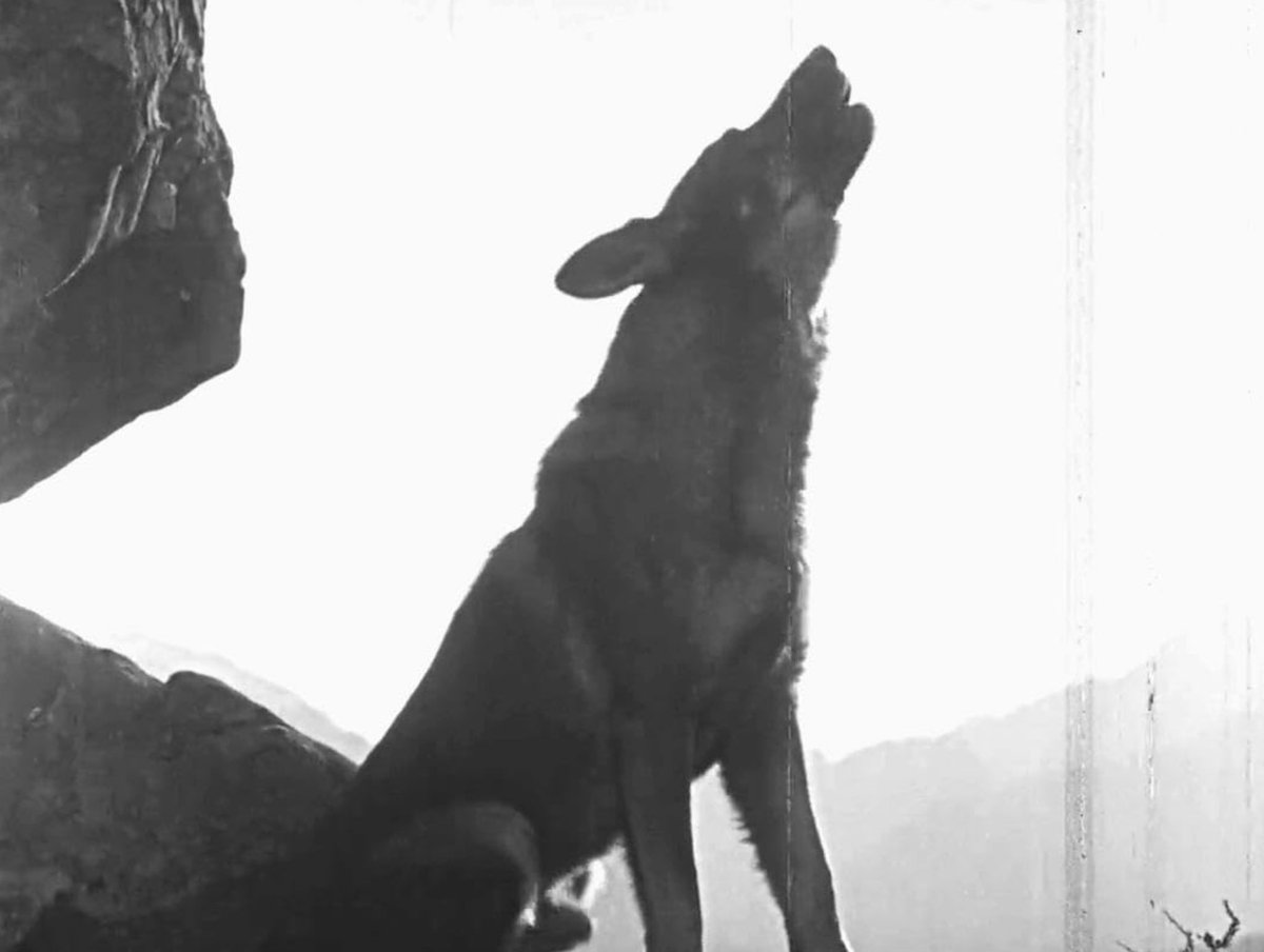 analgesicsleep's tweet image. Rin-Tin-Tin in “Clash of the Wolves” (1925) (also pictured: Nanette the Dog)
#TCMParty #SilentSundayNights #ClashOfTheWolves #RinTinTin #SilentFilm