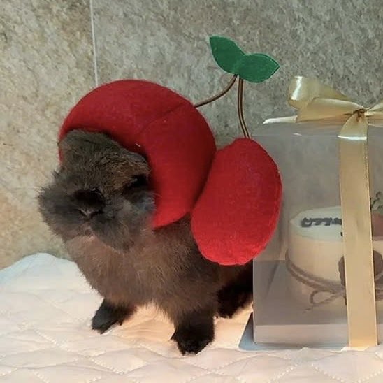 끼한이 아카이브 tweet media