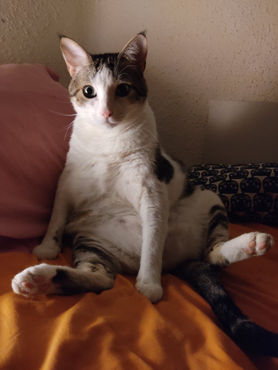 tutt0niente's tweet photo. @twaniimals https://t.co/TY2QrrahxM