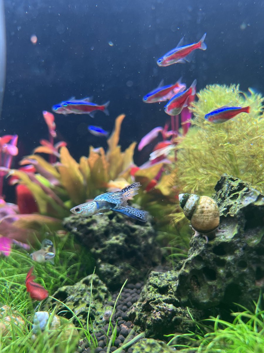 666_kylie's tweet photo. 近くで観察すると、また違った魅力があるみたいですね〜🤔
#観賞魚 
#アクアリウム
#毎日記録 https://t.co/z9iSI3yByE