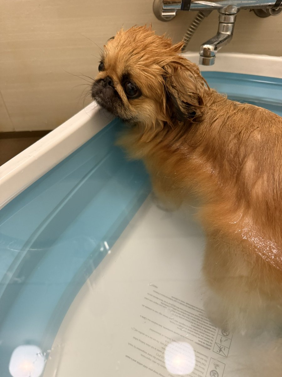 C77K7's tweet photo. 風呂キャン界隈のどんちゃん
意を決して風呂に入る https://t.co/pMdSh02UUj