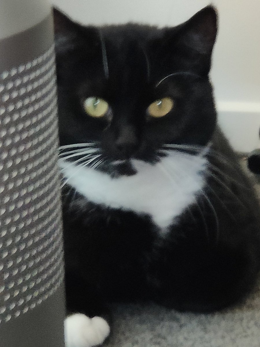 AnnaKSage's tweet photo. @irisshackleton My current foster Sophie Moon says "thank you Iris for helping cats like me". https://t.co/VeQJ34VdTk