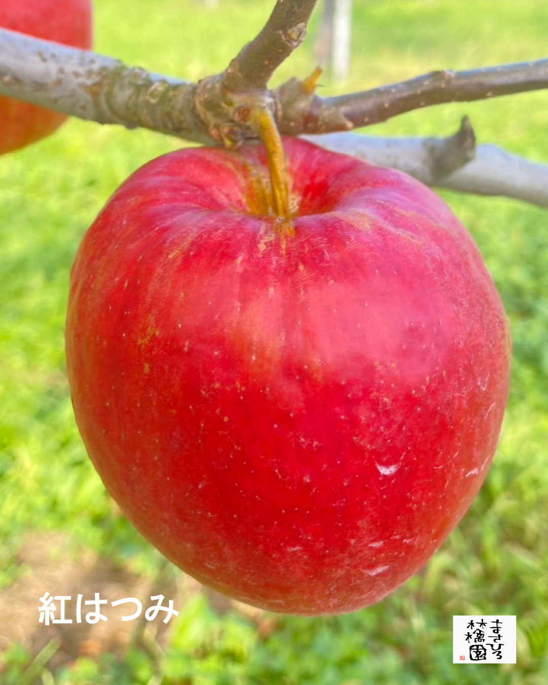 林檎さん専用 スタッフU@まさひろ林檎園🍎「サンつがる」や「きおう」etc…2025