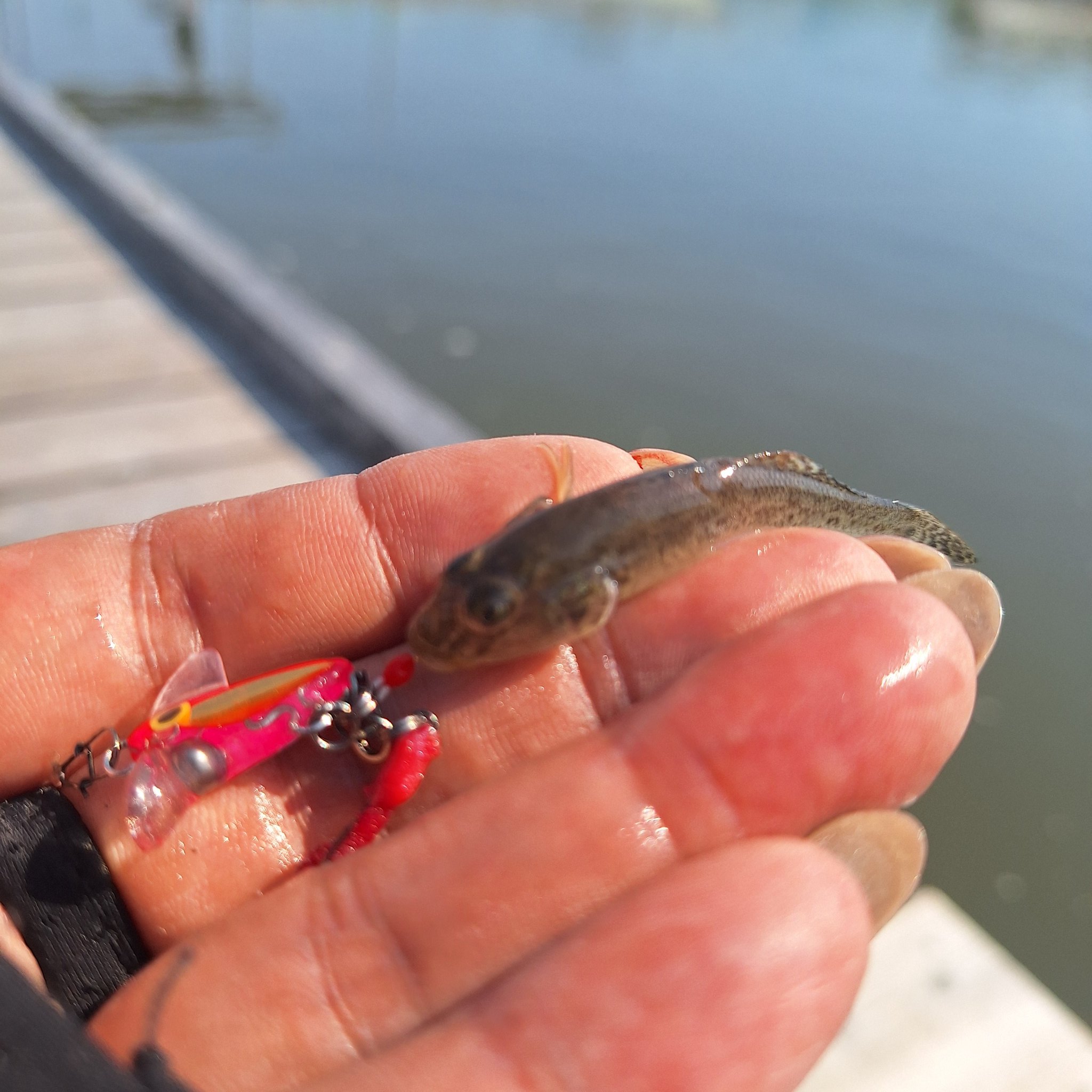 麻愛‥まぁちゃん‥ (@maaaaaa_pon) / X