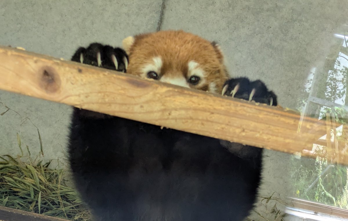 【レッサーパンダ】【2点まとめ】 2ちのく・ on X: 