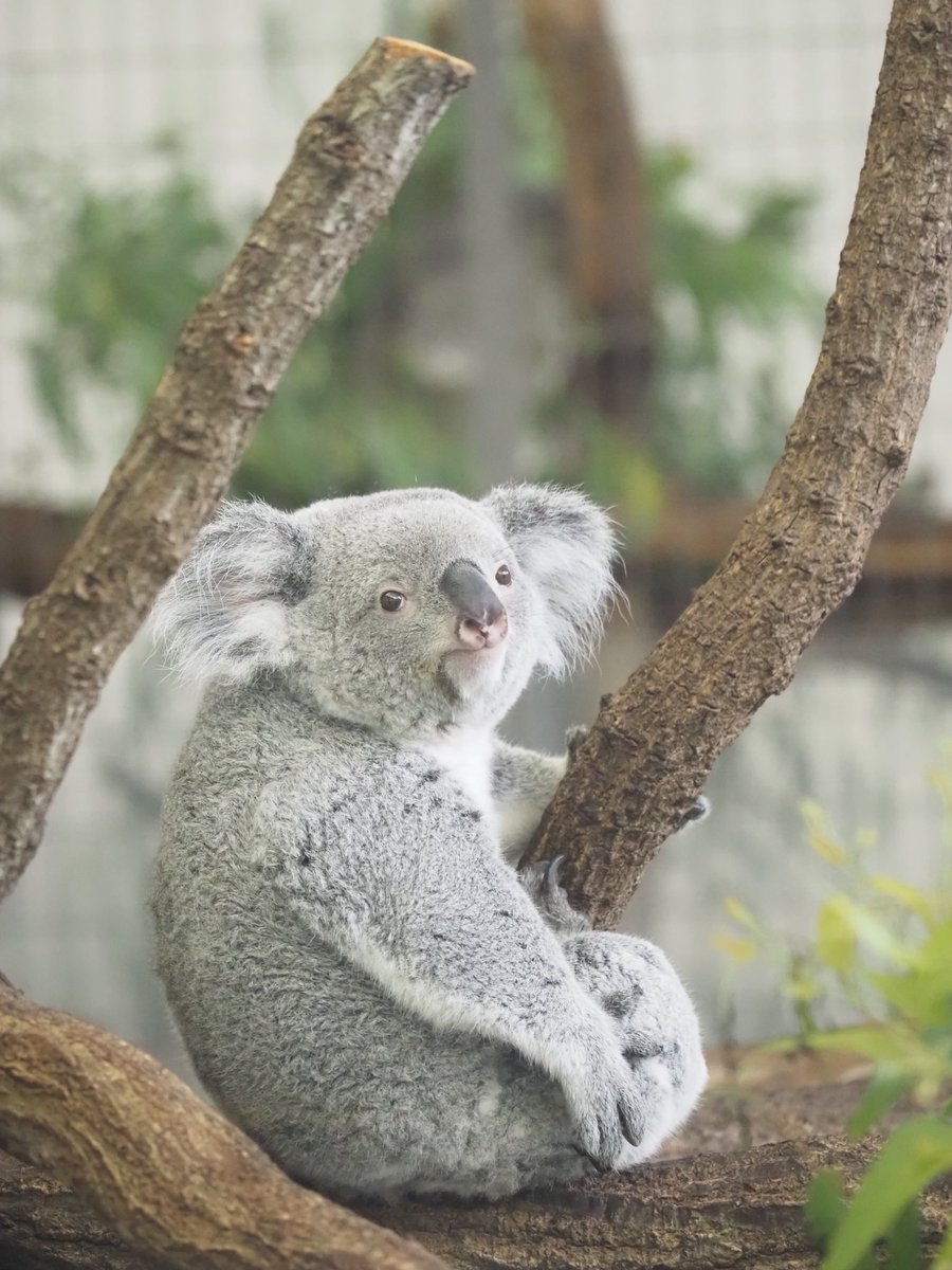 あずまちゃん！
めちゃくちゃかわいい！！

#多摩動物公園 #コアラ #あずま