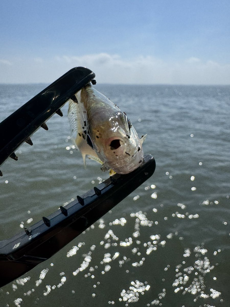 可愛くない？
ダントウボウって魚なんですが、マンボウみたいなデカさまでなるのかな？

最高4、50cmくらいしか釣った事ないので知りたいです！