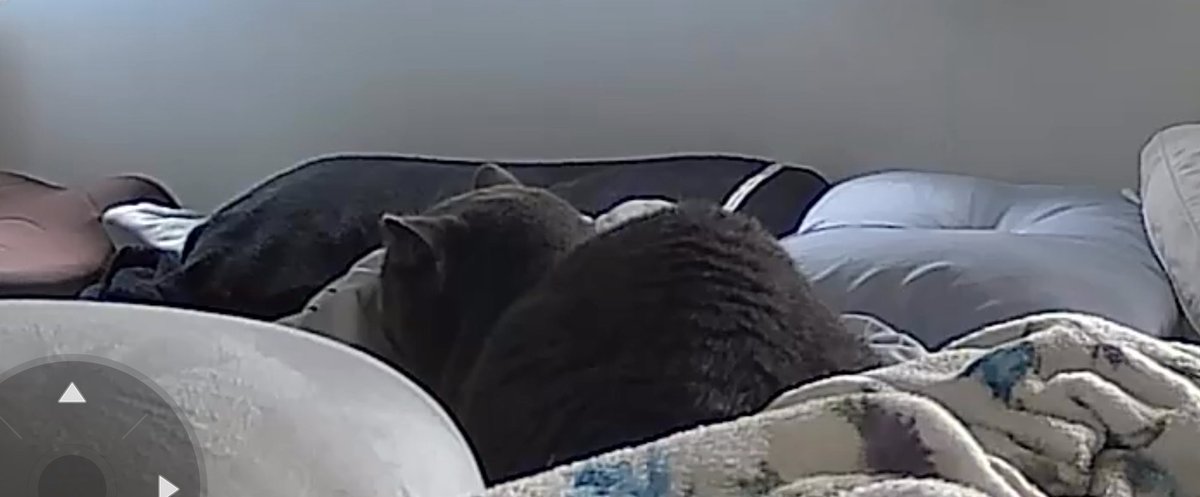 お留守番を除いたら、、
布団埋🐈‍⬛してた😂

#ねこ #ねこのいる生活 #保護猫 #保護猫と暮らす #元繁殖猫　#猫好きさんと繋がりたい　#ブリティッシュショートヘア