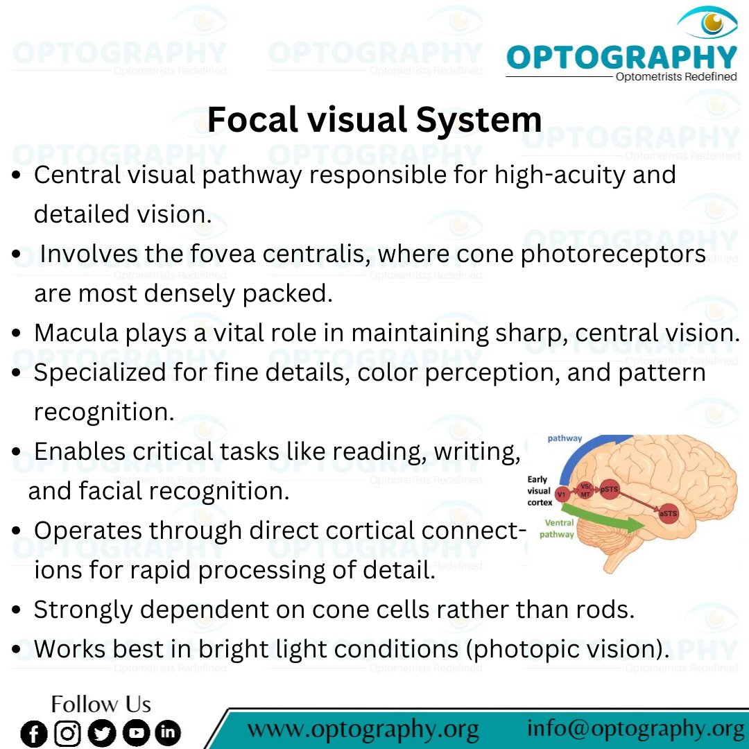 Optography8's tweet image. The Focal Visual System is our brain’s detail detector — giving us sharp central vision, color perception, and the ability to read, recognize faces, and see the world in fine clarity. 👁✨
#FocalvisualSystem #Cones #Visualpathway #Optography #Optometry #Thatoptometrist