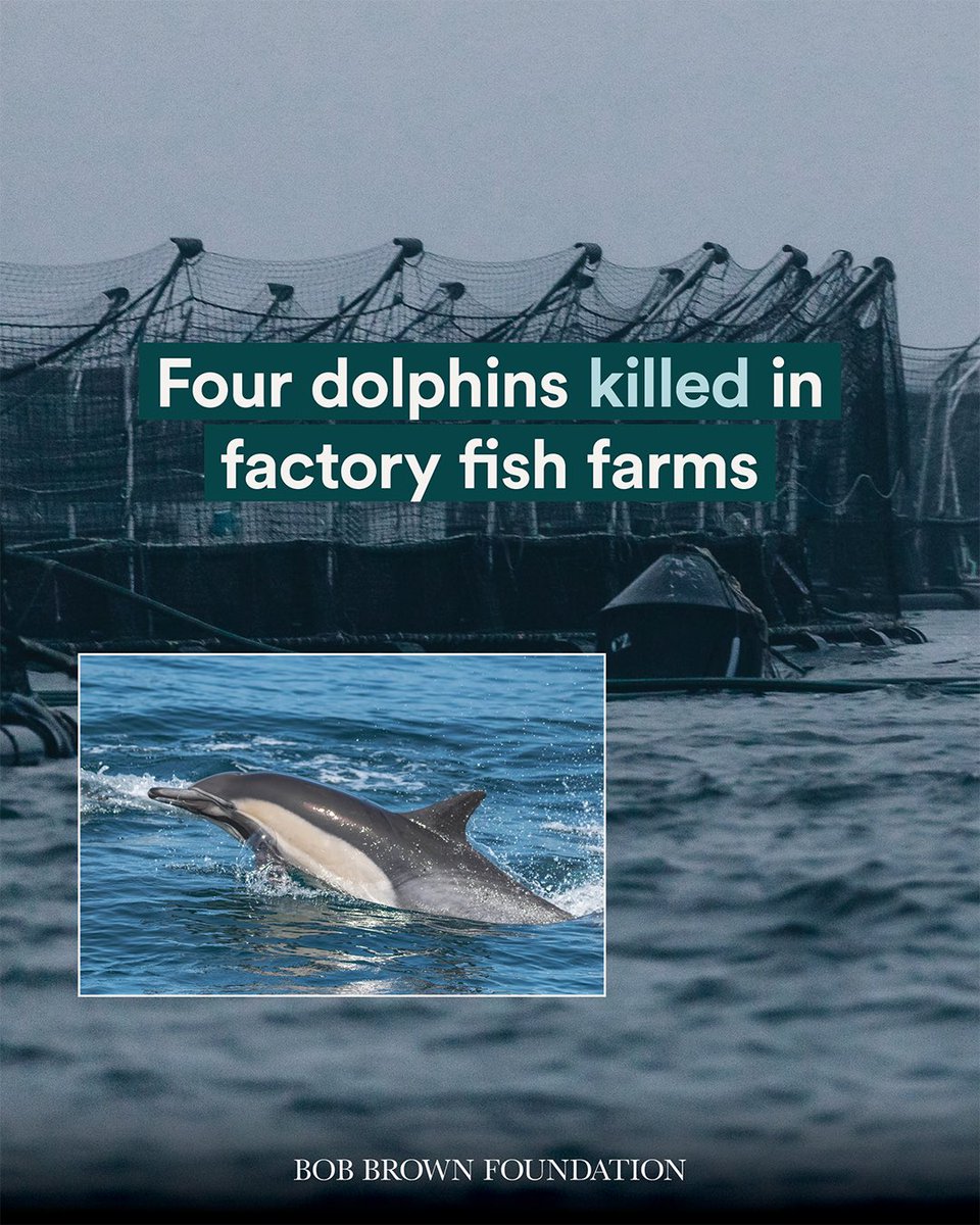 BobBrownFndn's tweet image. 4 dolphins killed in Tas salmon farms, after a seal drowned in another. Industrial fish farms are wildlife graveyards. End this cruelty now!

#politas #JBS #toxicsalmon #AnimalCruelty