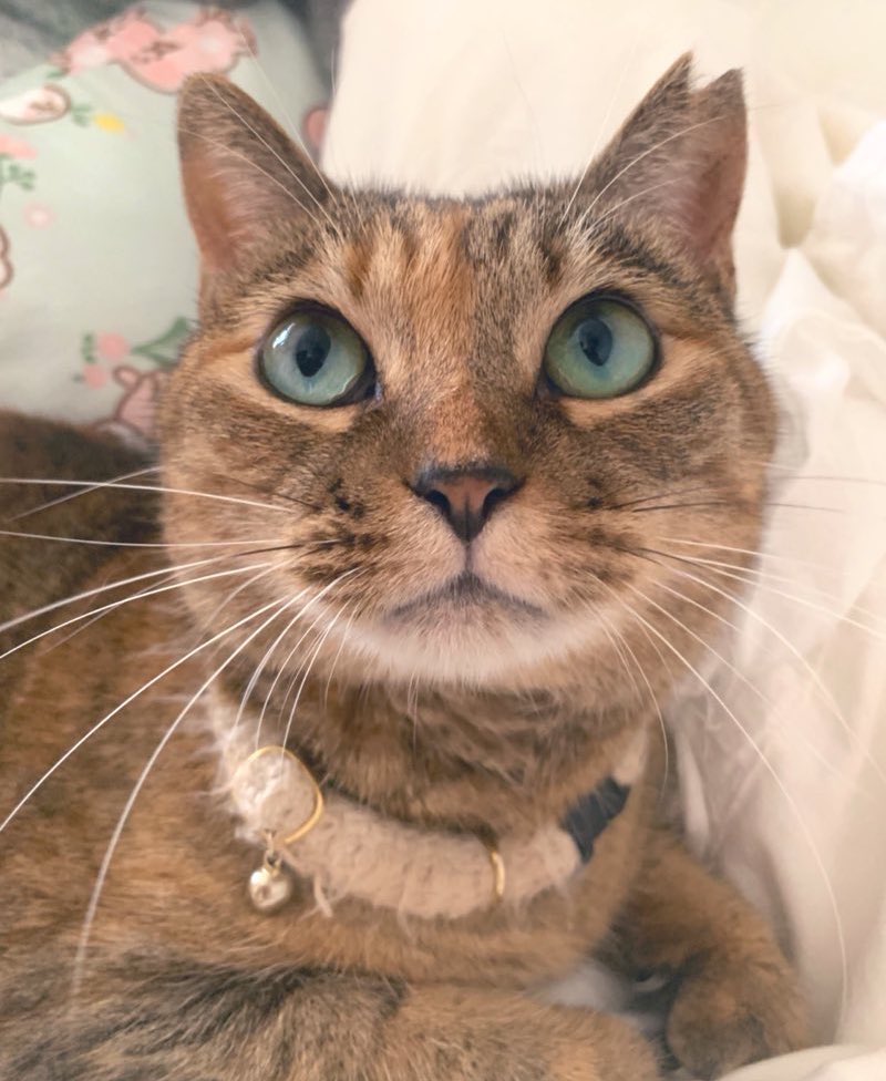 <a href="/p4pEZXguGDpSbpw/">ぬーさん 🐶😺🐾公式</a> こんにちは·͜·☀
ありがとにゃん🐱🎈