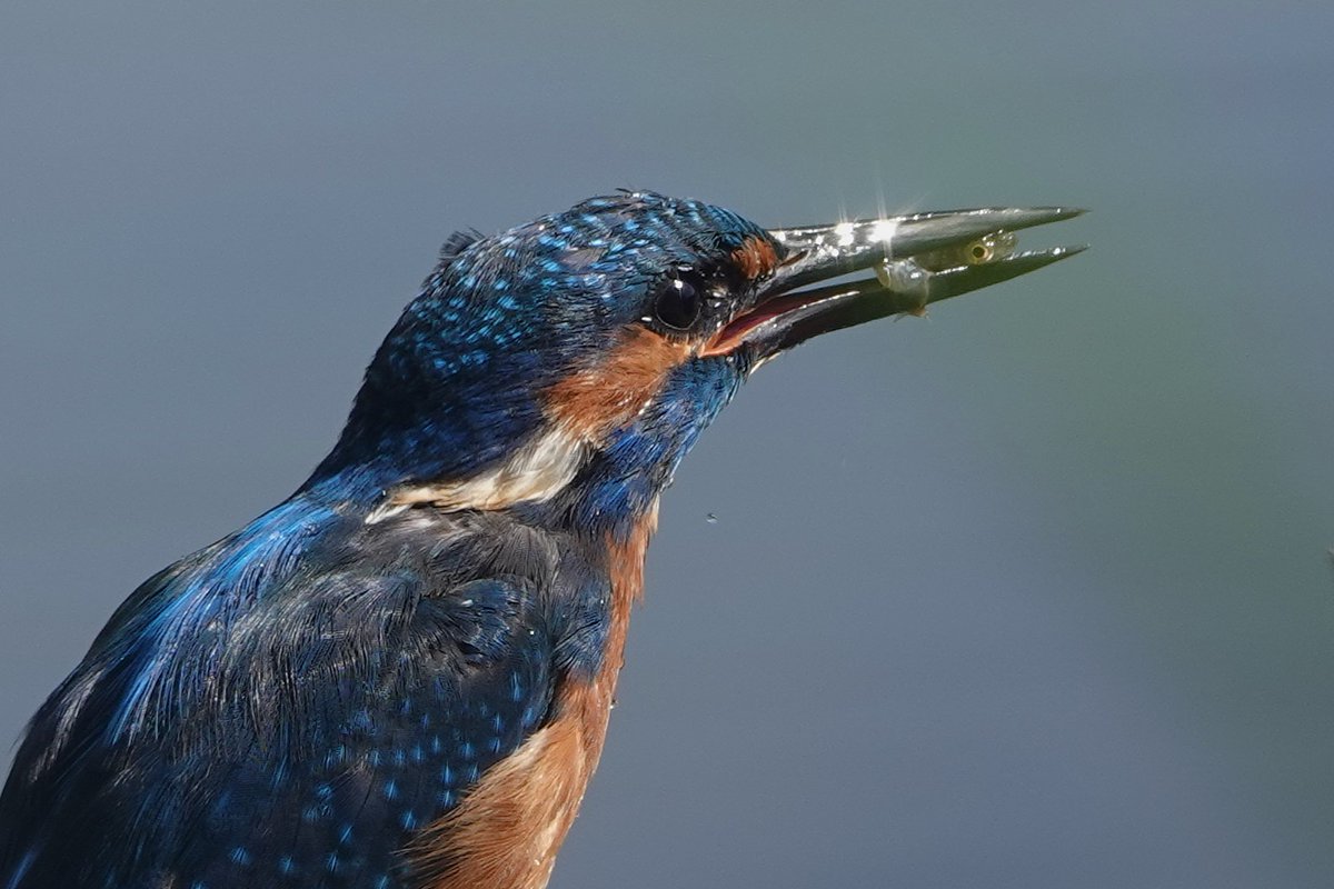 Goedemorgen met foto's van dit weekend; kan niet kiezen (zoveel moois gezien) maar deze zitten wel in de top 10 :)